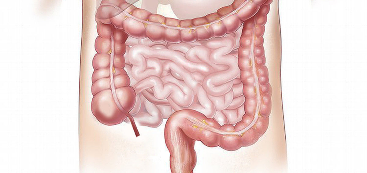Barcelona acogerá un curso para profesionales sanitarios sobre homeostasis intestinal 18
